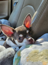 Beautiful Female Chihuahua Puppies