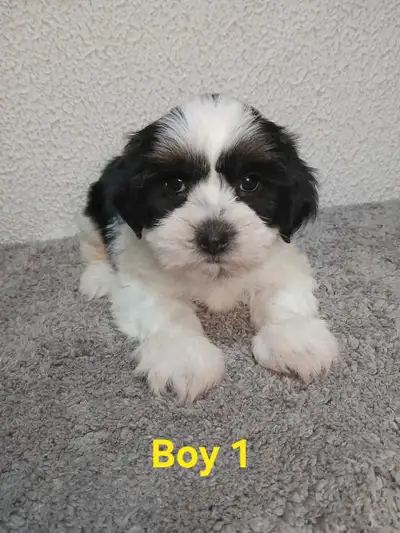 Shihpoo Puppies, View more