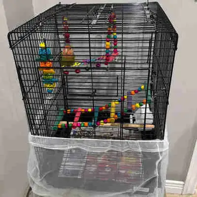 3 Months Old with Cage and Toys I’m selling a healthy, active 3-month-old peach-faced lovebird. He’s...