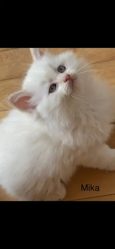 Un chaton mâle est mis à l’adoption. Mika est affectueux, sociable et adapté aux animaux et aux huma...
