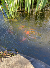 Pond Goldfish Looking for New Home - Free