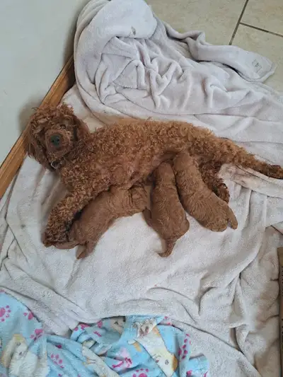 3 female mini poodle puppies, View more