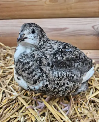 Beautiful Jumbo & Standard Quails, View more