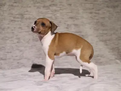 1 Purebred Italian greyhound puppies. Female pup available. CKC registered. Microchipped Up to date...