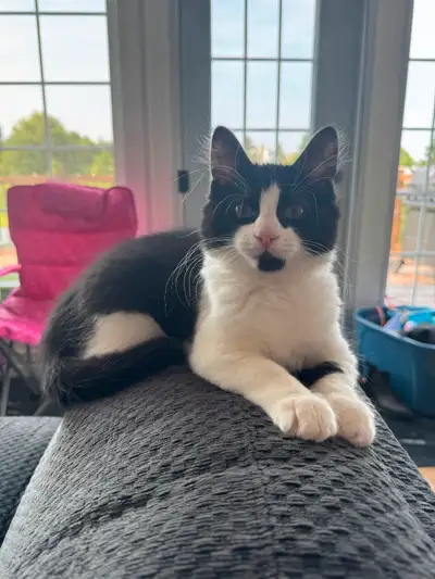 Kitten for sale, View more