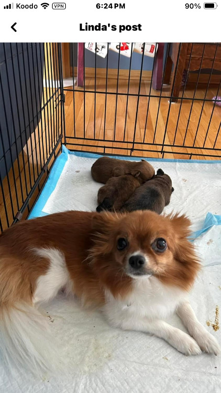 Female Yorkie/Pom in Dogs & Puppies for Rehoming in Edmonton - Image 4