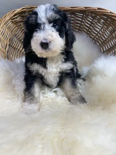 Bernedoodle, View more