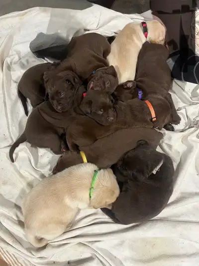 Purebred Labrador Puppies for Sale, View more
