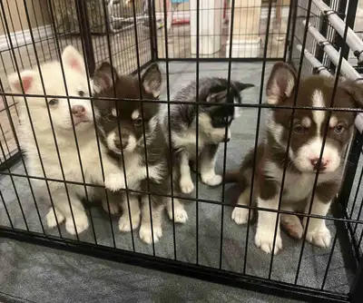 Pomsky Pups, View more