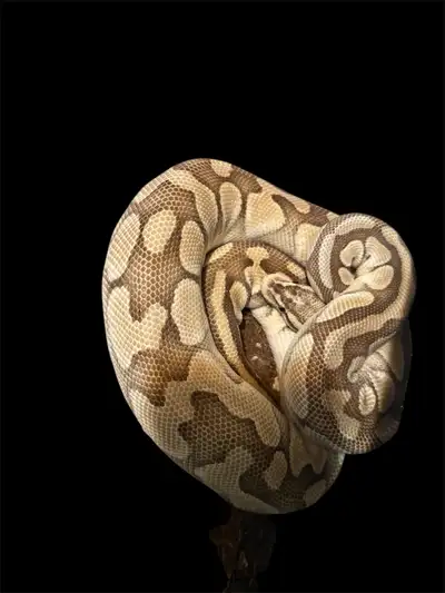 Ppu - Free Female Pastel Lesser het clown Ball Python, View more