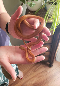 Snakes for rehoming 