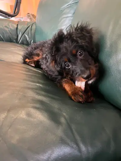 Gorgeous Female Micro Bernedoodle, View more