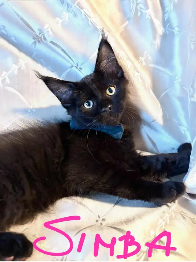 MAINE COON KITCHENS in Cats & Kittens for Rehoming in City of Montréal - Image 8