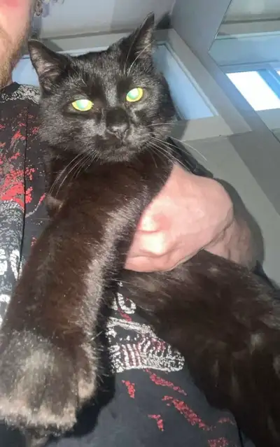 ISO House/Pet Sitter, View more