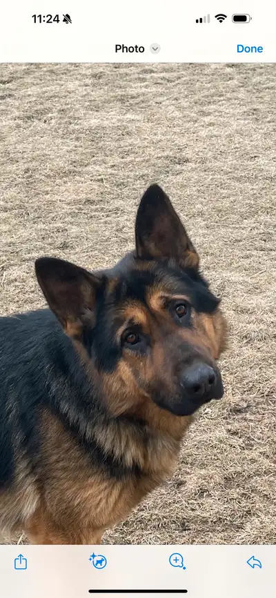 German Shepherd CKC Puppies , View more