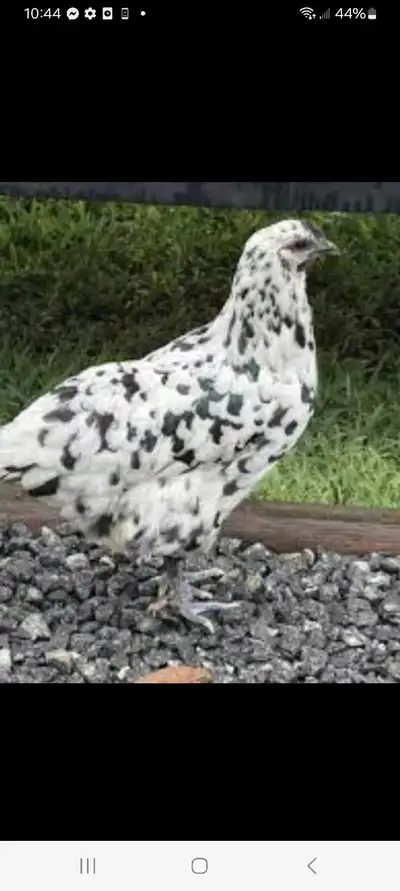 Oeufs à incuber de poule Zombie, View more