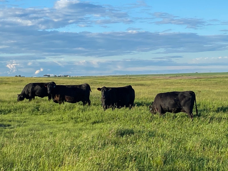 Fancy Purebred Black Angus Cows Livestock Calgary Kijiji