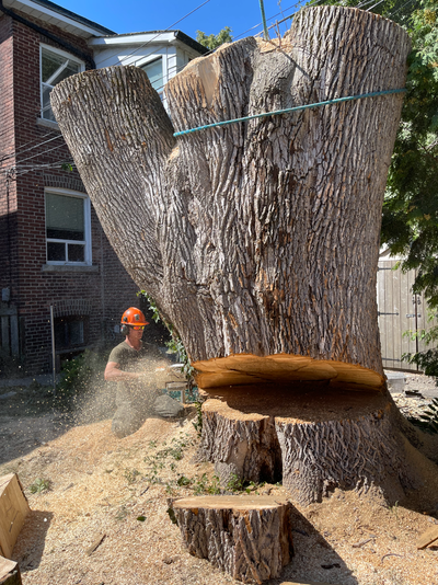 TREE REMOVAL TREE CUTTING, View more