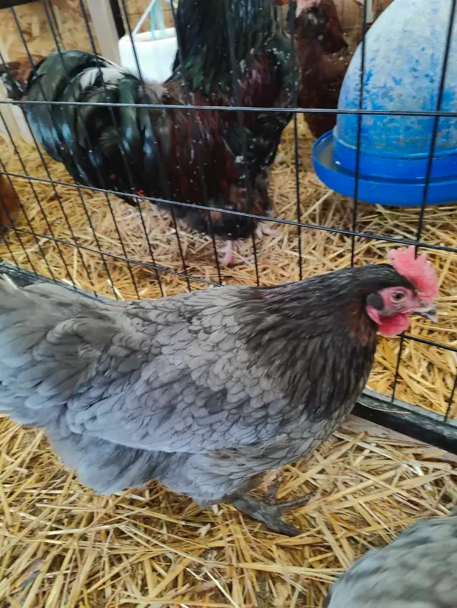 French blue copper maran chicks  in Livestock in Red Deer - Image 7