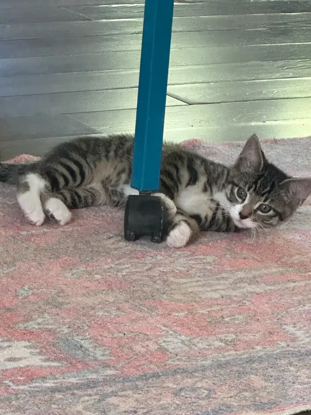 Hunter “ 10 weeks old kitten in Animal & Pet Services in North Shore - Image 7
