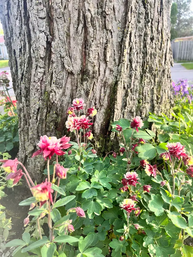 Columbine Perennial Plants in Plants, Fertilizer & Soil in Mississauga / Peel Region - Image 3