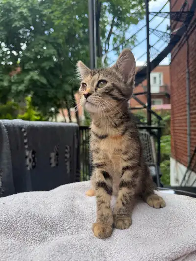 Bengal kittens mix, View more