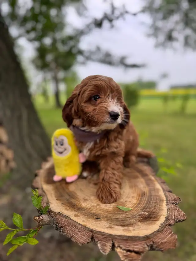 Small / Mini F1B Goldendoodle  /10-15 lbs  / Only 2 males left in Dogs & Puppies for Rehoming in Winnipeg - Image 2