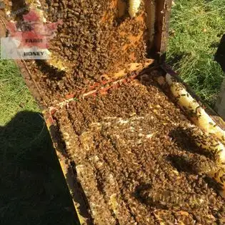 HONEY BEES in Livestock in Timmins - Image 3