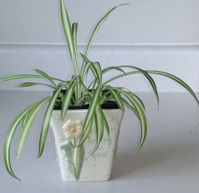 Large Selection of Spider Plants, View more
