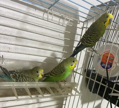 Lovebirds, View more