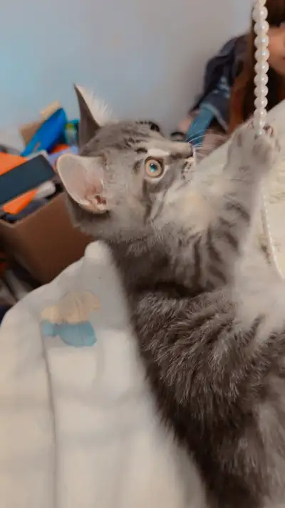 3 moth old kitten for sale 250, View more