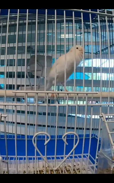 canary Good singer for sale, View more