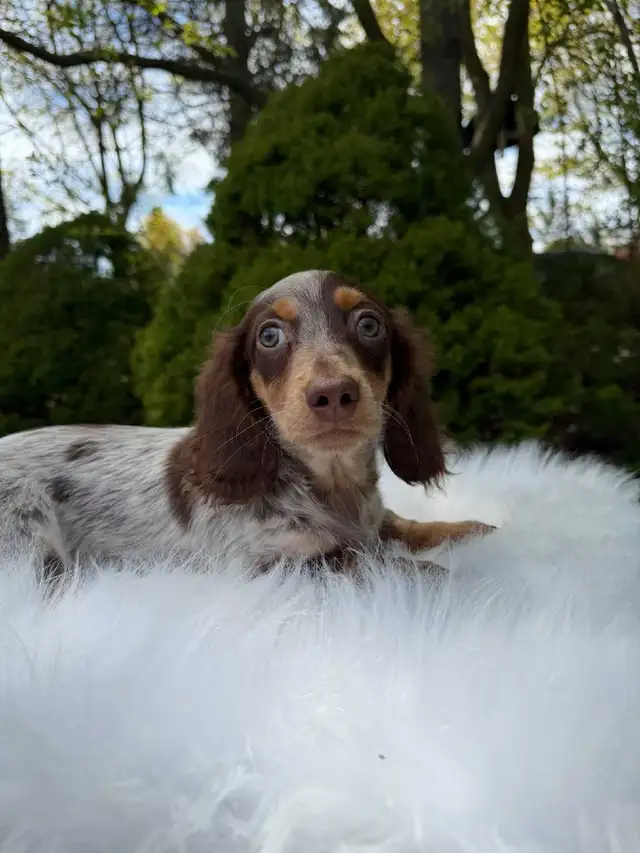 Beautiful Miniature Long-Haired Dachshund Puppy - last one in Dogs & Puppies for Rehoming in City of Toronto - Image 8