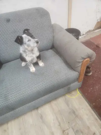 Border Collie Puppy for Sale, View more