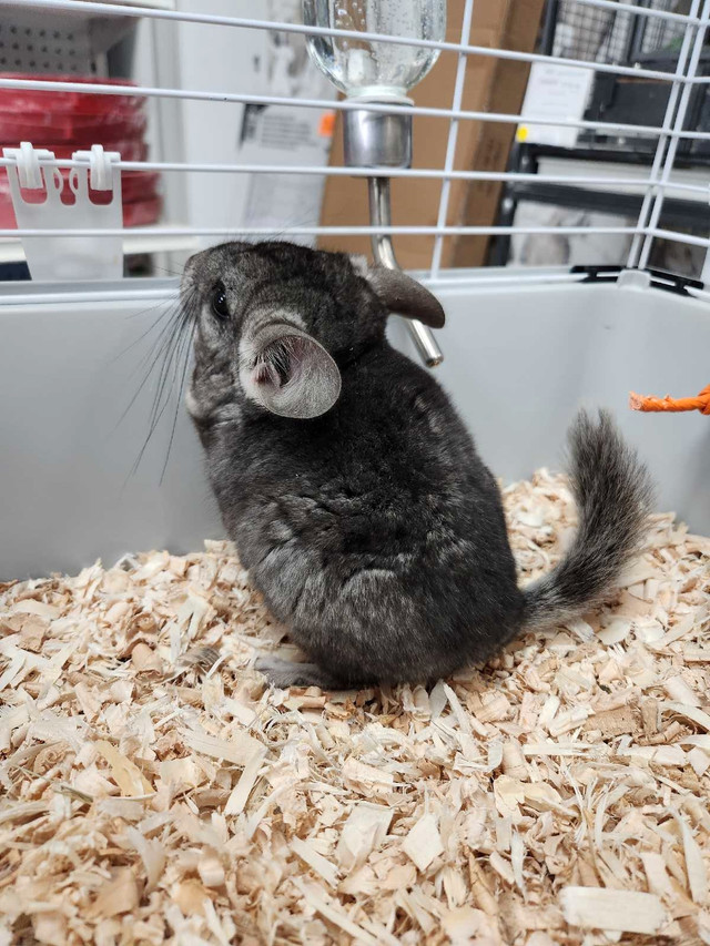 Baby Chinchillas  in Small Animals for Rehoming in Barrie - Image 2