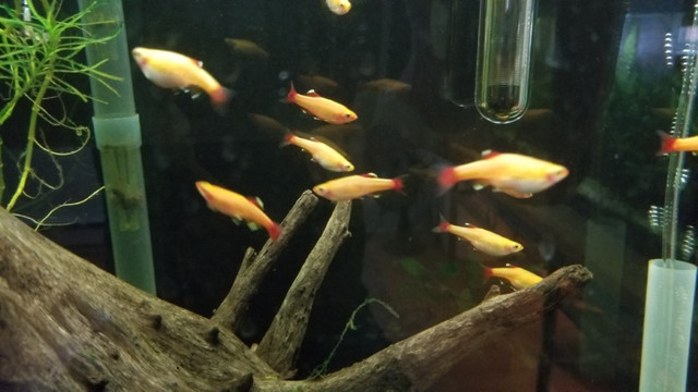12 poissons kardinalfischgold format adulte Poissons à adopter