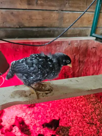 barred rock x chicks, View more