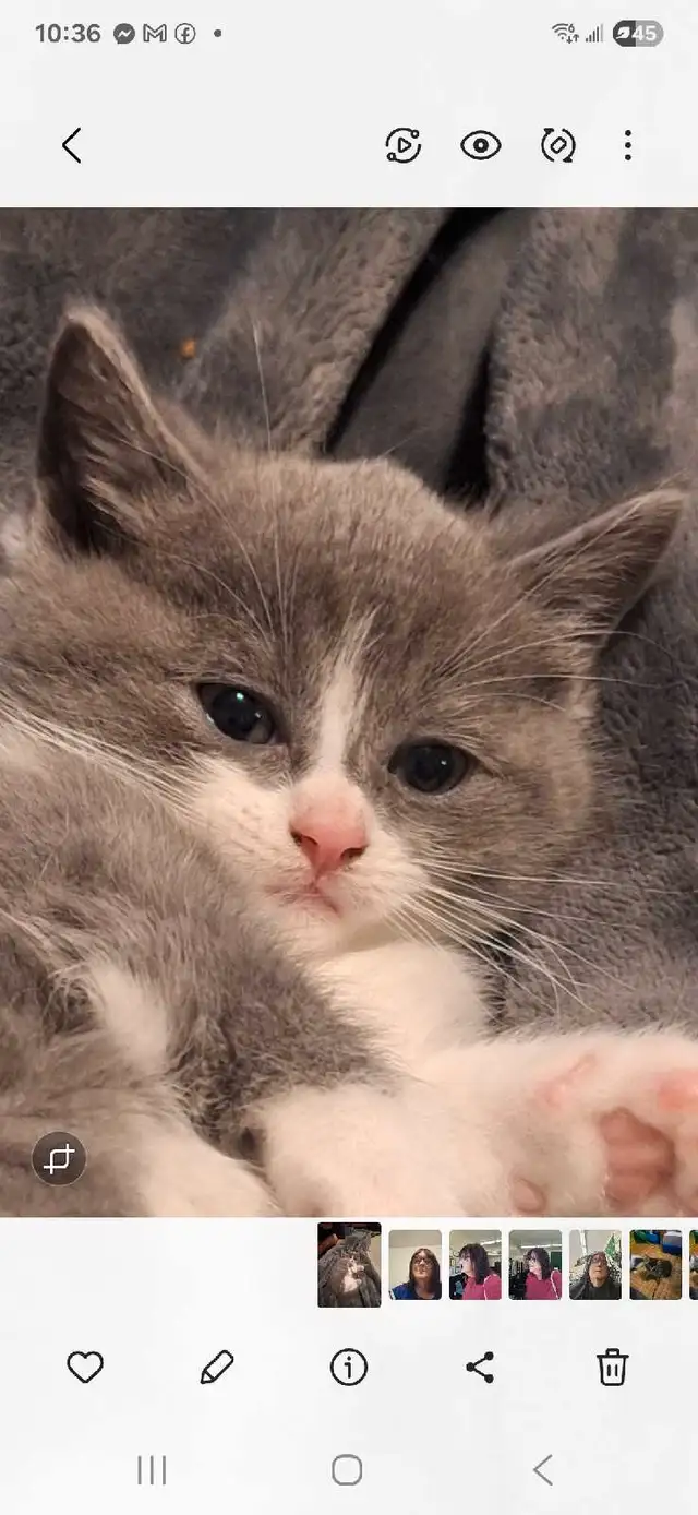 ragdoll cross siberian kittens