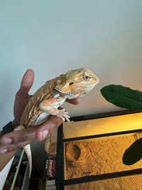 Bearded dragon for rehoming