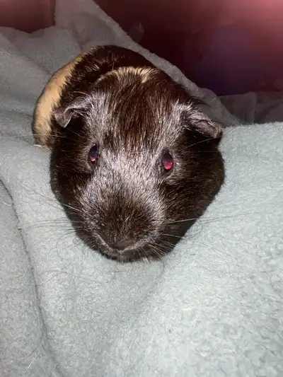 Rehoming Guinea Pig - Male, View more
