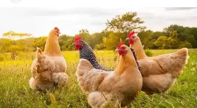 looking for a couple of chickens and a rooster, will pay cash, View more