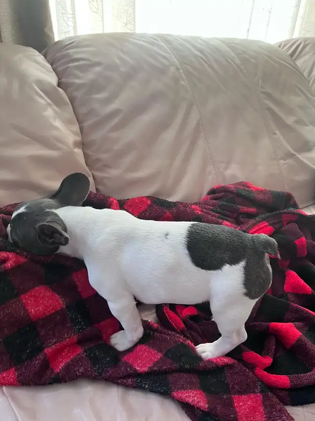 Female French bulldog  14 weeks olds in Dogs & Puppies for Rehoming in Markham / York Region - Image 4