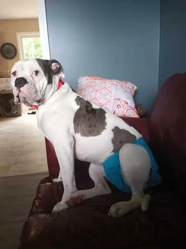 American bulldog puppies  in Dogs & Puppies for Rehoming in Fredericton - Image 9