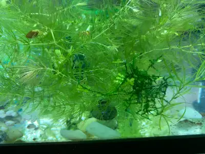 Hornwart very easy aquarium plant