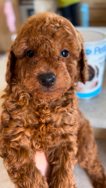 Dark Red toy poodle for rehoming in Dogs & Puppies for Rehoming in Markham / York Region - Image 4