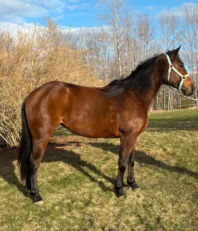 Price is obo. Coming 3 year old Few months of riding on her and very confident with being saddled/ro...