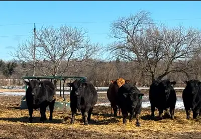 Angus and Simmi Yearling and 2 Year Old Bulls for sale, View more