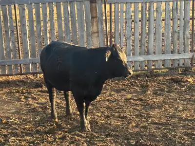 7 bred heifers bred to a black angus heifer bull Unknown birth weight but produces smaller calves Pr...