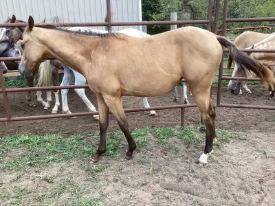 Registered yearling Appaloosa Filly, View more