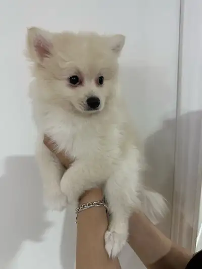 Full Pomeranian puppies looking for forever home!, View more
